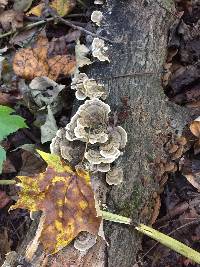 Trametes versicolor image