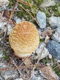 Amanita amerirubescens image