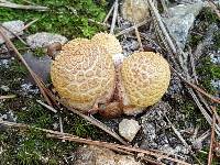 Amanita amerirubescens image