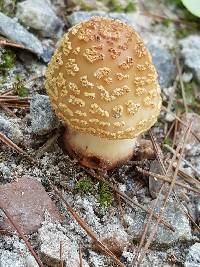 Amanita amerirubescens image