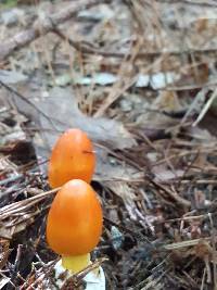 Amanita jacksonii image