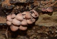 Mycena haematopus image