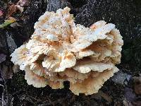 Laetiporus sulphureus image