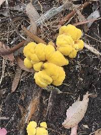 Laetiporus gilbertsonii image