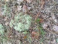 Cladonia rangiferina image