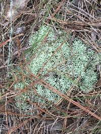 Cladonia rangiferina image