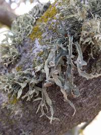 Ramalina leptocarpha image