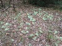 Cladonia rangiferina image