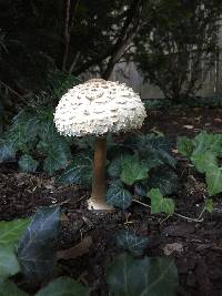 Chlorophyllum rhacodes image