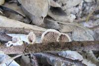 Schizophyllum commune image