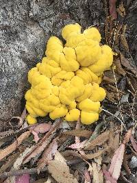 Laetiporus gilbertsonii image