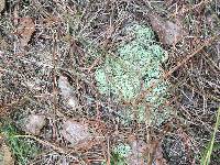 Cladonia rangiferina image