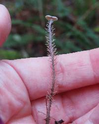 Dendrocollybia racemosa image