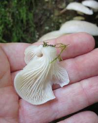 Pleurotus ostreatus image