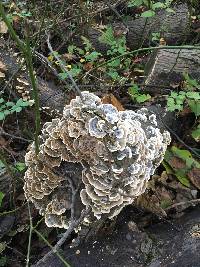 Trametes versicolor image