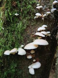 Pleurotus ostreatus image