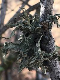 Ramalina leptocarpha image