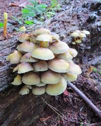 Hypholoma fasciculare image