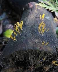 Calocera cornea image