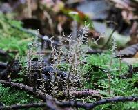 Dendrocollybia racemosa image