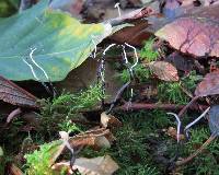 Xylaria hypoxylon image