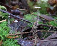 Dendrocollybia racemosa image