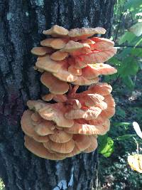 Laetiporus sulphureus image