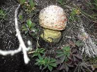 Amanita muscaria image