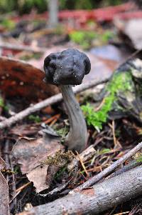 Helvella lacunosa image