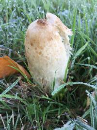 Coprinus comatus image