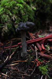 Helvella lacunosa image