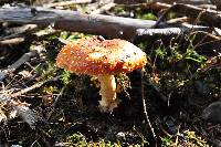 Amanita muscaria image