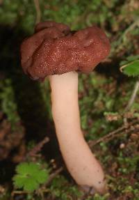 Gyromitra tasmanica image