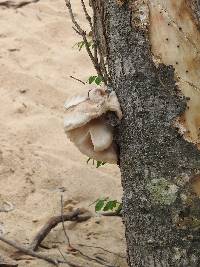 Pleurotus ostreatus image