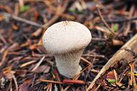 Lycoperdon perlatum image