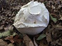 Calvatia gigantea image