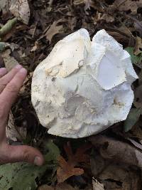 Calvatia gigantea image