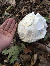 Calvatia gigantea image