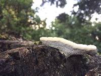 Trametes gibbosa image