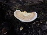 Trametes gibbosa image