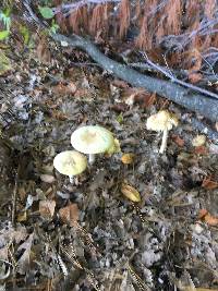 Amanita muscaria var. guessowii image