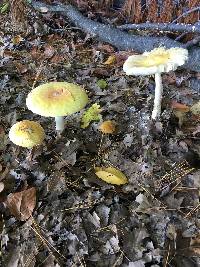 Amanita muscaria var. guessowii image