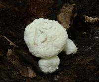 Entoloma abortivum image