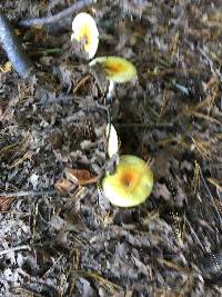 Amanita muscaria image