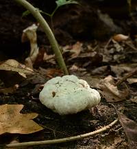 Entoloma abortivum image