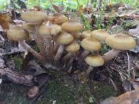 Armillaria mellea image