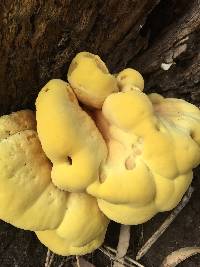 Laetiporus gilbertsonii image