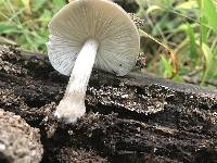 Pluteus cervinus image