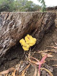 Laetiporus gilbertsonii image