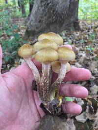 Armillaria mellea image